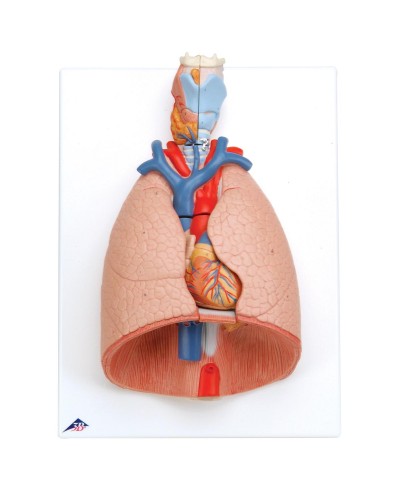 Lung Model with larynx, 7 part